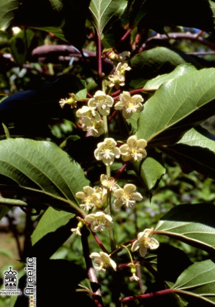 Kiwiño (Actinidia arguta) - Floracion.jpg